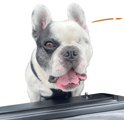 Larry-Service-Dog-v2
